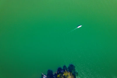 High angle view of people swimming in sea