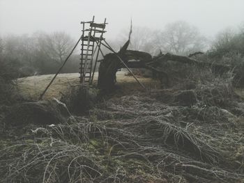 Trees on landscape