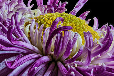 Close-up of purple flowering plant