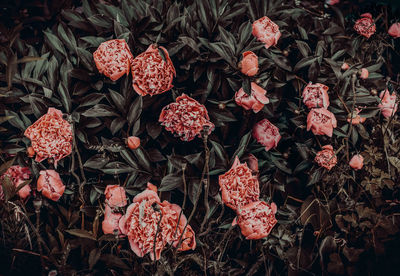 High angle view of red flowering plants