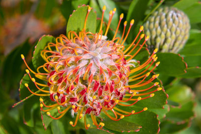 Close-up of succulent plant