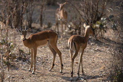 Deer standing in a field