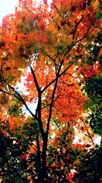 Low angle view of flower tree