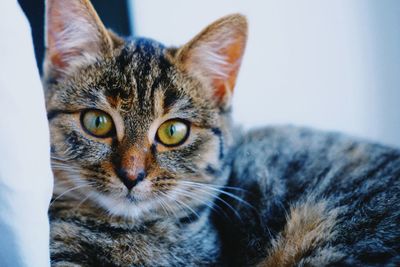 Close-up portrait of cat