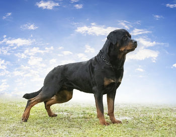 Dog running on field