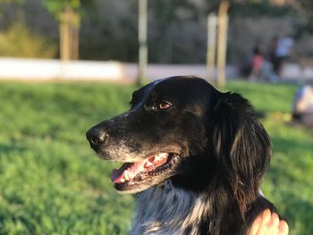 Close-up of a dog looking away