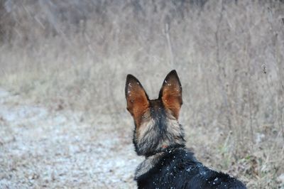 Close-up of dog