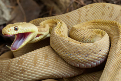 Close-up of snake