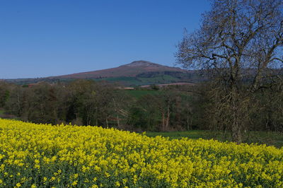 Scenic view of yellow flowers growing on field