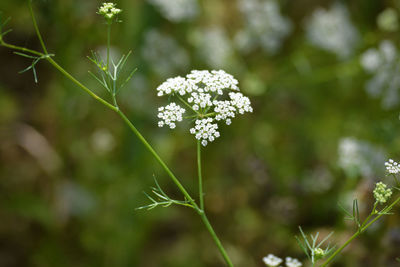 Close-up of white flowering plant