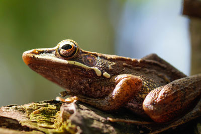 Close-up of frog outdoors