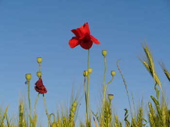 Low angle view of red poppy flowers against clear blue sky
