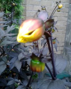 Close-up of yellow flowers