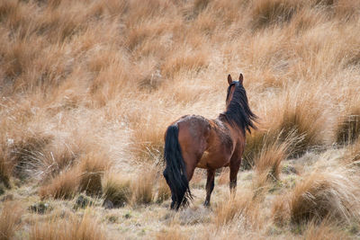 Horses in a field