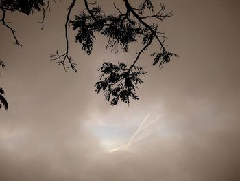 Low angle view of tree branch against sky