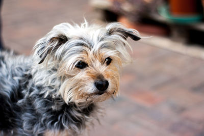 Close-up portrait of dog