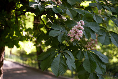 plant