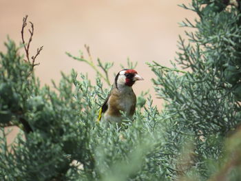 Close-up of bird perching on plant