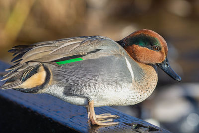 Close-up of bird