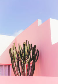 Close-up of cactus plant against wall