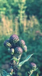 Close-up of plant