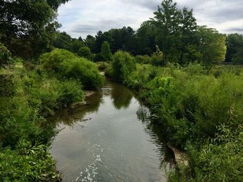Scenic view of river amidst trees in forest against sky