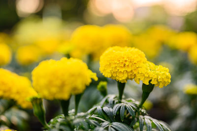 Close-up of yellow flowering plant