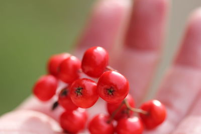 Close-up of red flower