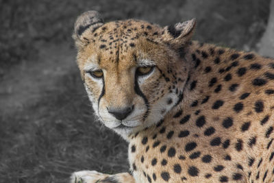 Close-up of a cat looking away