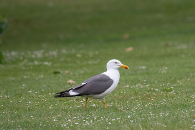 Seagull perching on a field