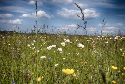 Scenic view of flowering plants on field against sky