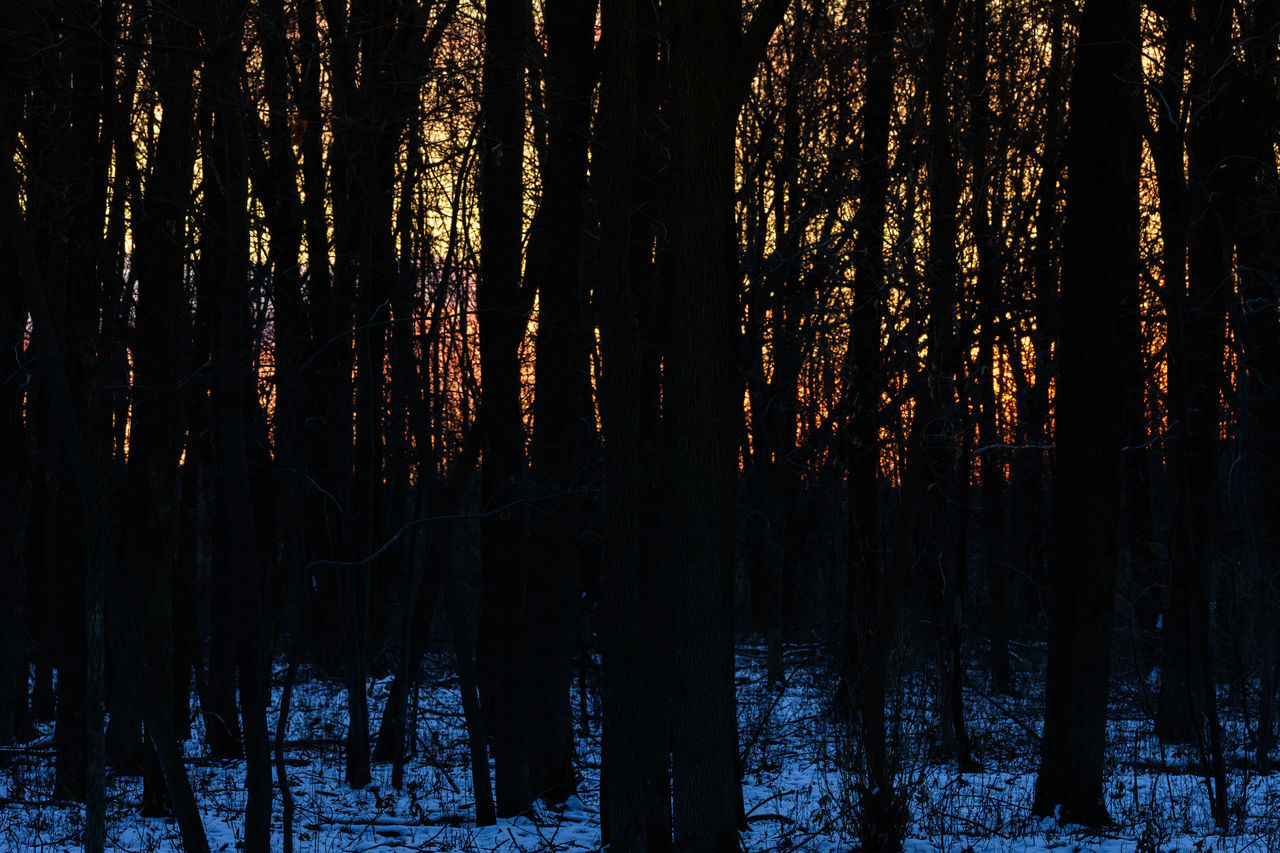 TREES AGAINST SKY DURING SUNSET