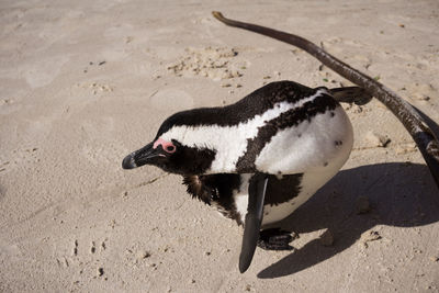 High angle view of a bird on sand