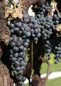 Close-up of grapes growing in vineyard