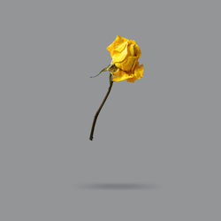 Close-up of yellow rose against black background