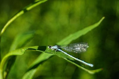 Insect on leaf