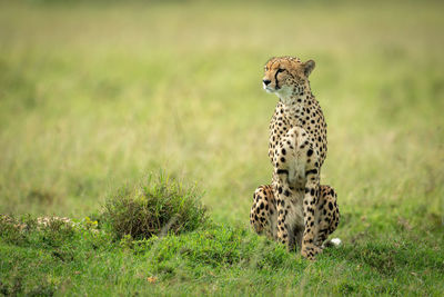 Cheetah sits in short grass looking left