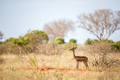 Deer standing in a field