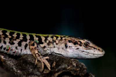 Close-up side view of a lizard