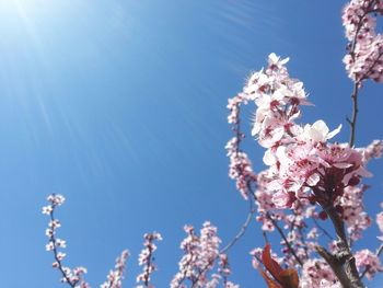 Low angle view of plum blossoms growing on tree against blue sky