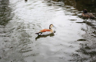 Ducks swimming in lake