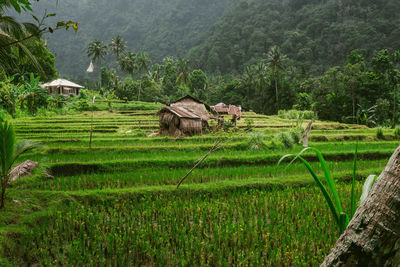 Scenic view of agricultural field