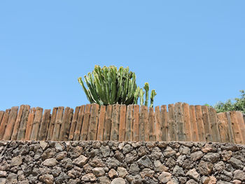 Low angle view of flower tree against clear blue sky