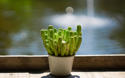 Close-up of succulent plant in lake