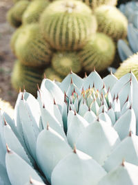 Close-up of succulent plant