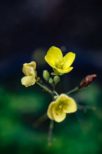 Close-up of yellow flowers blooming outdoors