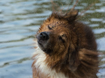 Close-up of dog shaking off water in lake