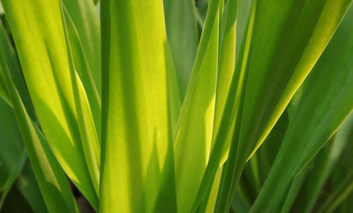 Close up of green blading leaves as background