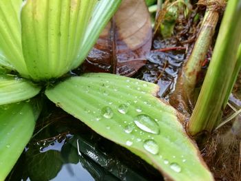 Close-up of wet leaves