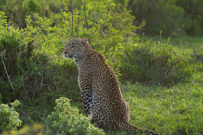 Full-length of leopard with back to camera, sitting in green shrubs
